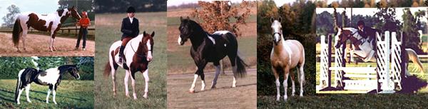Paint Horse Stallions - Paint Pinto Stallions