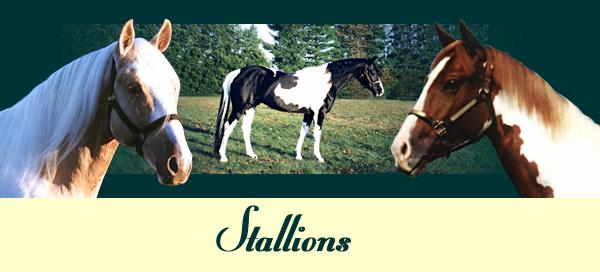 Paint Horse Stallions, Pony Hunter Stallions, Sport Pony Stallions, Sport Horse Stallions, Reining - Cutting Stallions, Foundation Bred Paint Stallions Standing at Stud