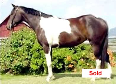 2000 Brown and White Paint Mare
