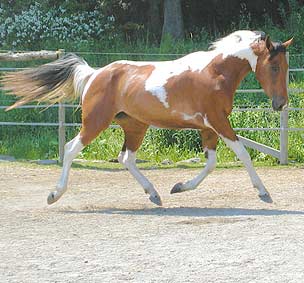 Color - Movement, Great Breeding Potential With This Homozygous Paint Mare