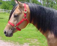 Beautiful Buckskin Stallion For Sale