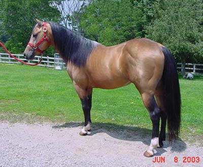 Outstanding Reining / Cutting Bred Performance Stallion of Color!