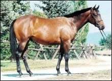 English and Western Bay Hungarian Gelding