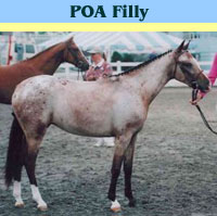 POA Filly - Fancy Mover