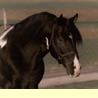 Sport Horse Stallions for Sale