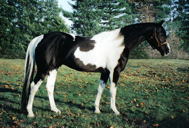 KG Raven Heart - Black and White Tobiano Paint Stallion