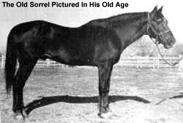 The Old  Sorrel - Foundation Quarter Horse - AQHA Hall of Fame