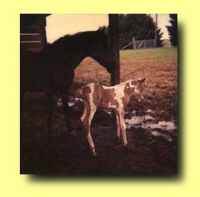 Painted New Born Foal With Mare 