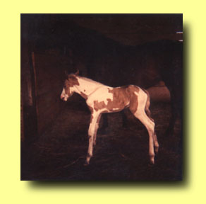 Painted New Born Foal