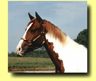 K G Lionheart