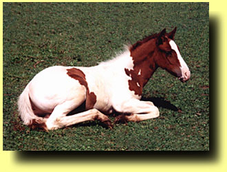 K G Lionheart as a baby