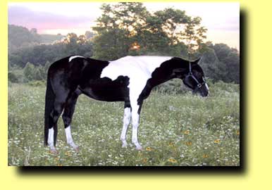 Atahi II - Black and White Tobiano Paint Stallion