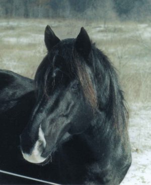 Ebony Heart - Black Stallion