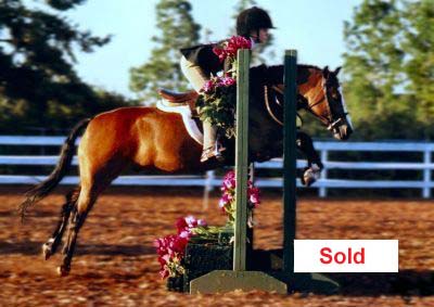 Champion Welsh Pony!