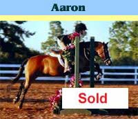 Welsh pony gelding, has stood champion Small / Medium Pony Hunter!