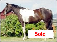 Brown and White Paint Mare