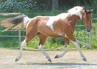Homozygous Tobiano Paint  Mare - Beautiful Mover!