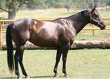 Elegant Hunter - American QH / TB Mare