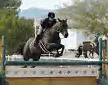 Champion Hunter/Jumper