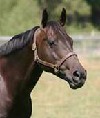 Beautiful Black Country Zeta