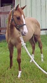 Cutting / Reining Prospect