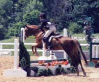 Talented Small Pony Hunter