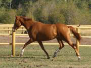 Bold and Willing Mare