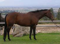 Beautiful Luke - Wonderful Youth or Adult Horse