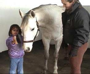Thorougbred Mare Loves Grooming