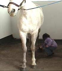 This Mare is Great With Kids