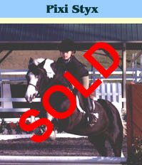 Champion Medium Hunter Pony