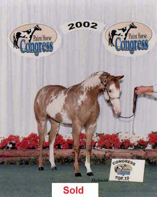 Overo Paint Horse  Filly