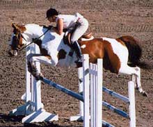 Champion Hunter / Jumper