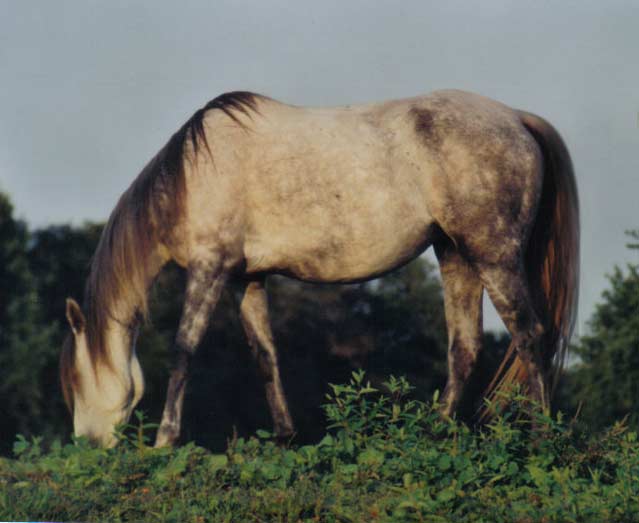 Grey Mare - Speed and Movement!